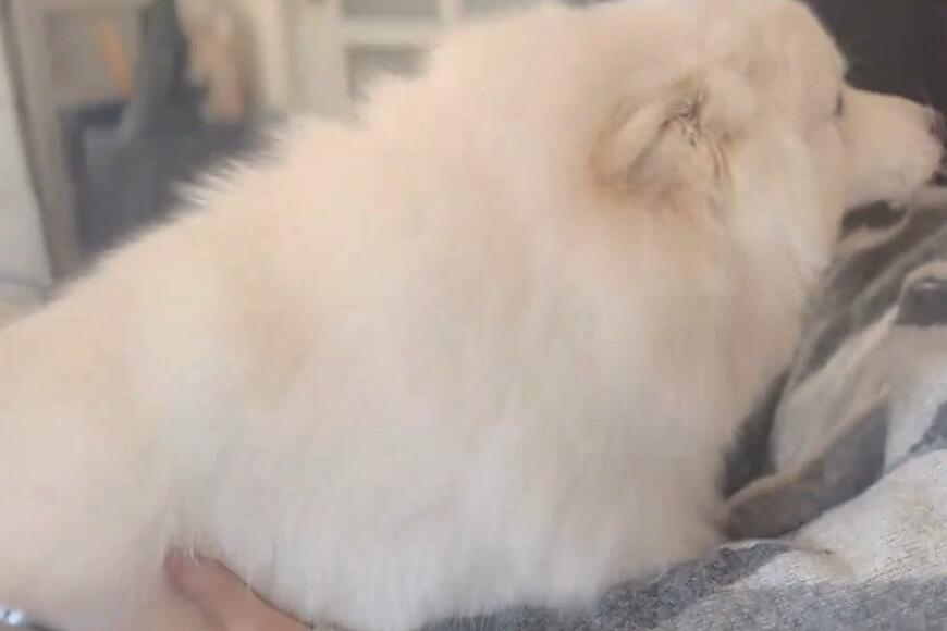 出所：@samoedsoran