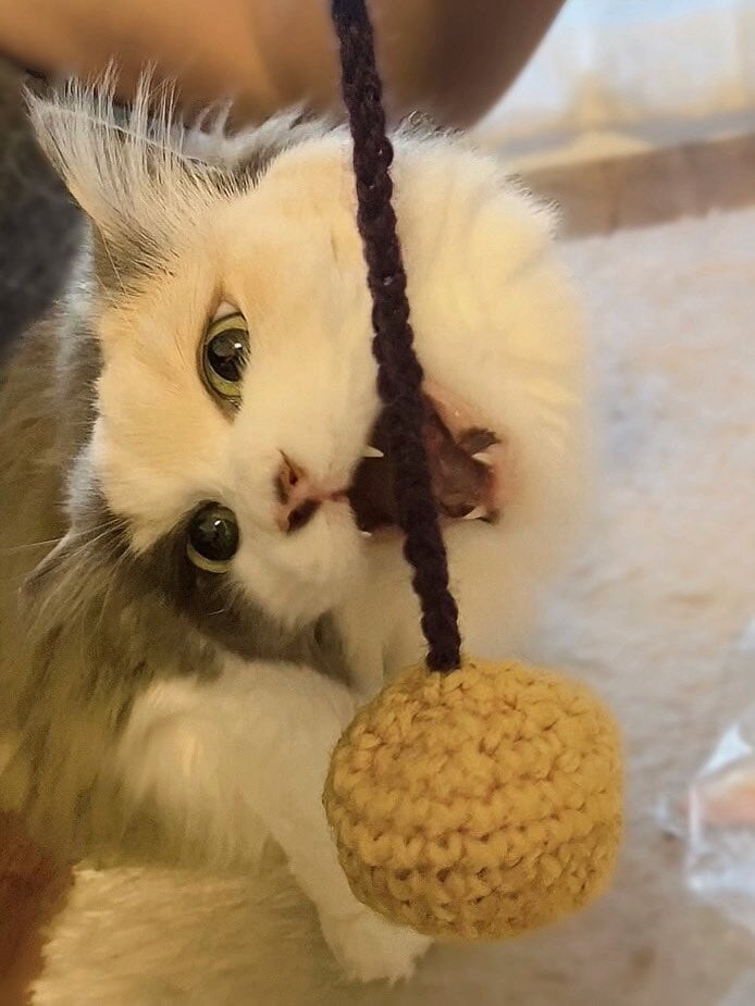 毛糸玉にかぶりつく猫ちゃん　毛玉×毛糸玉のもけもけ共演　ワイルドさも魅力的な美しの三毛猫ちゃん