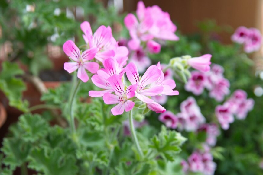 aniana/Shutterstock.com