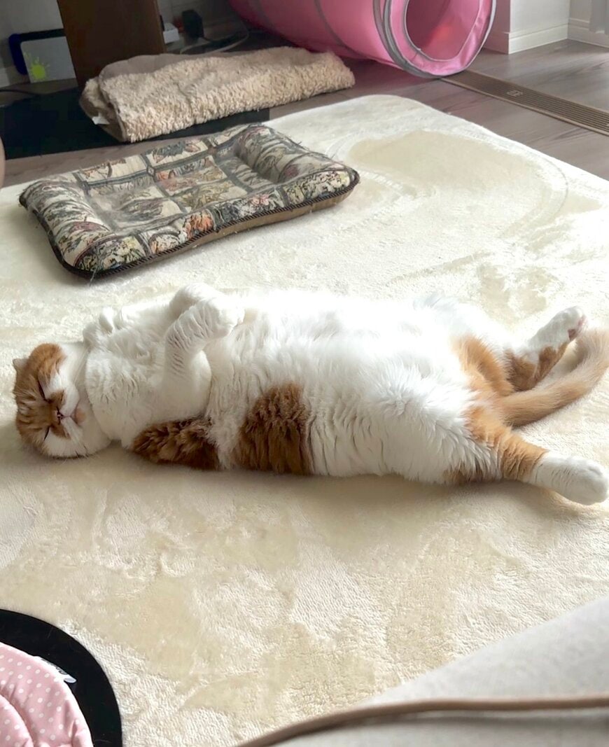 出所：@himaritomugi