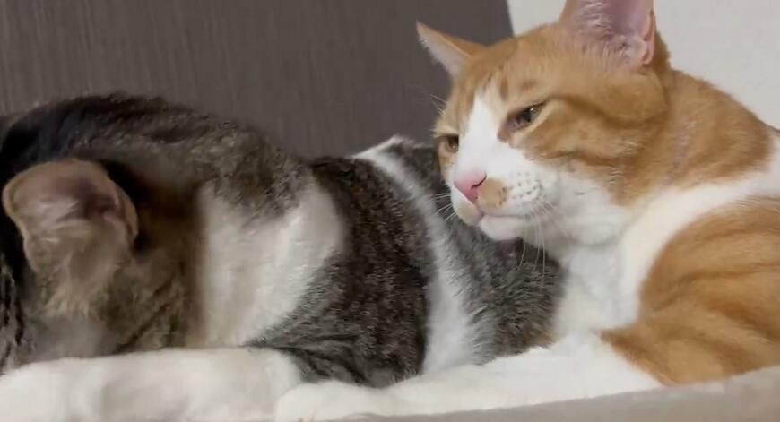 出所：@Neko2Obasan