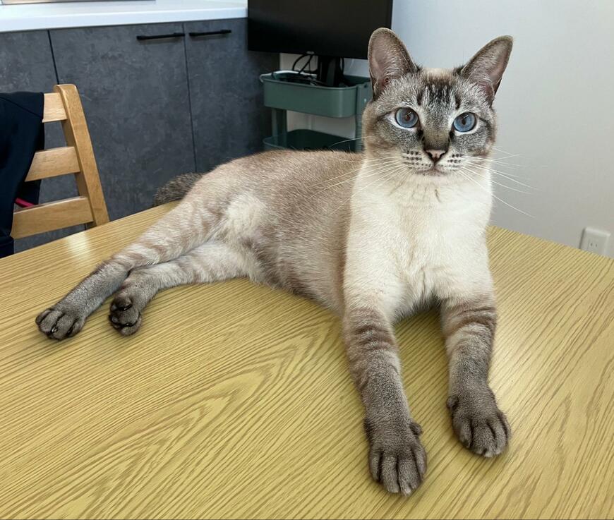 出所：@_roro_cat_