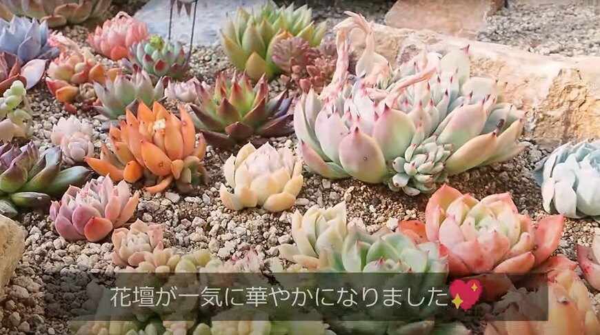 出所：@oliveandsucculentgarden