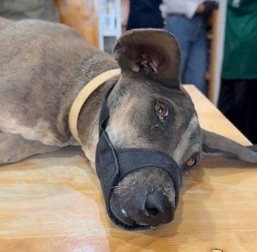 土を食べていた犬 さらに前庭障害を発症…治療とケアでひとりで立ち上がれるまでに回復する姿にエール集まる