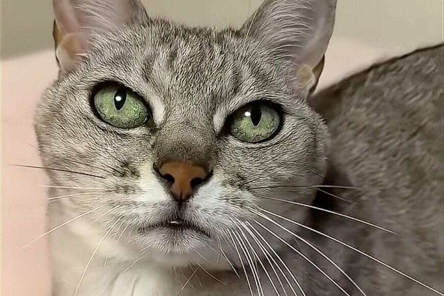 「怒って見える猫」の様子に違和感　豊かな表情に「何回見ても笑ってしまう」