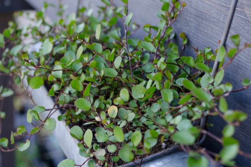 ワイヤープランツ　　ookinate23/istockphoto.com