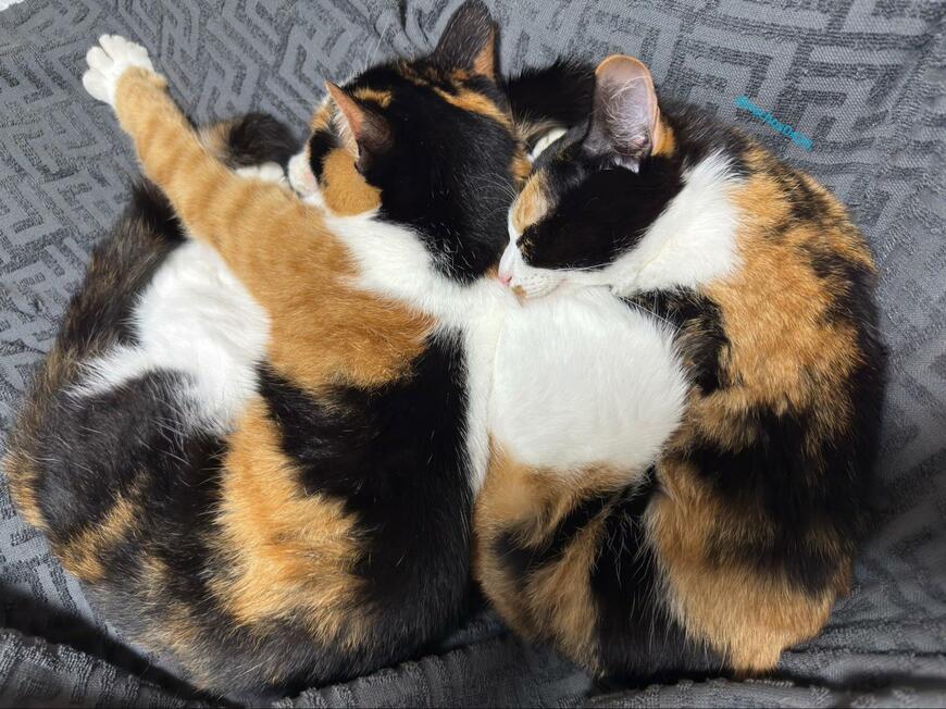 キッチンで料理をしようとしたら…→猫さんたちのまさかの行動が話題