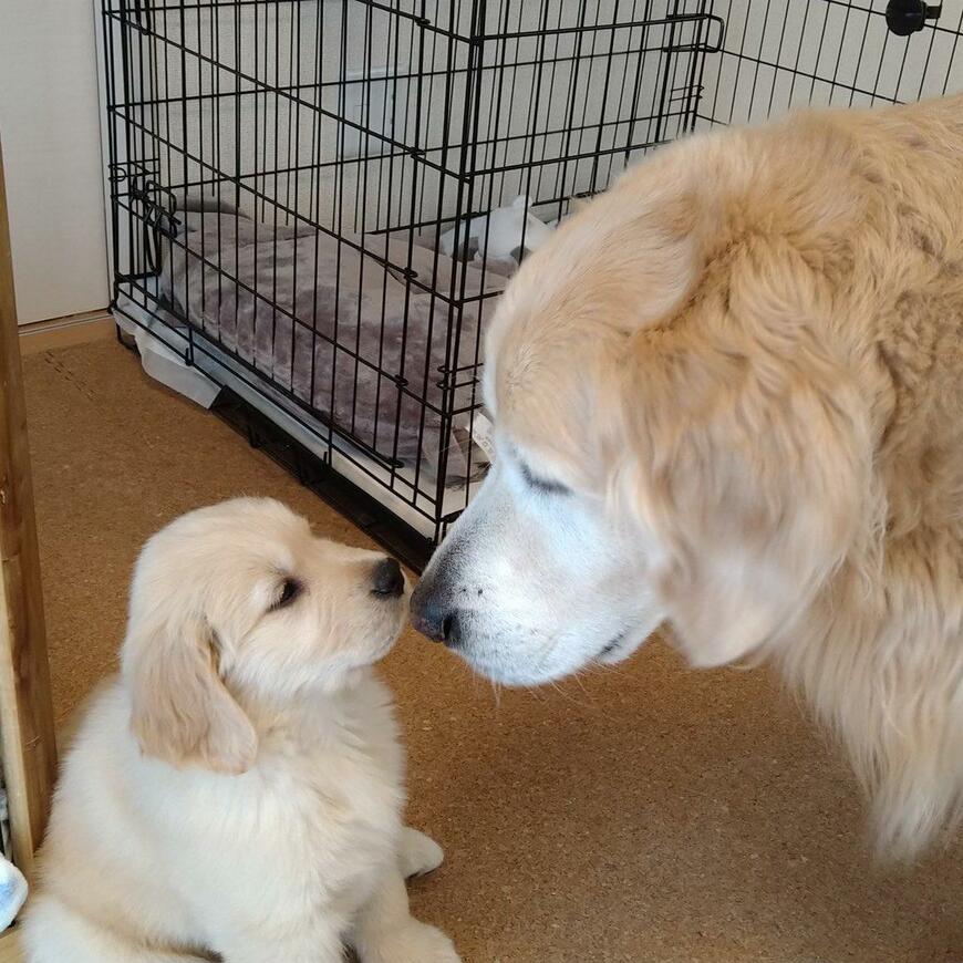 出所：@pu_channeldesu