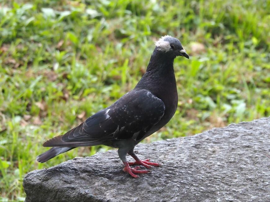 出所：@chunchu0803