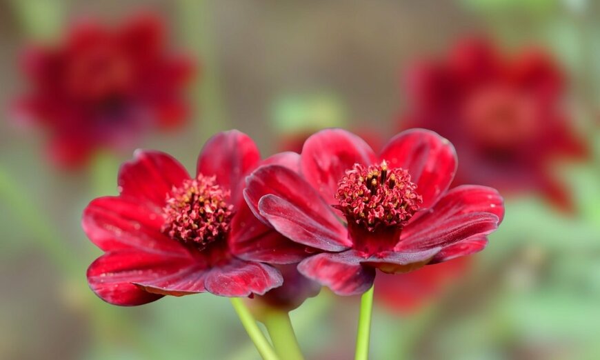 Prabodha D Herath/shutterstock.com