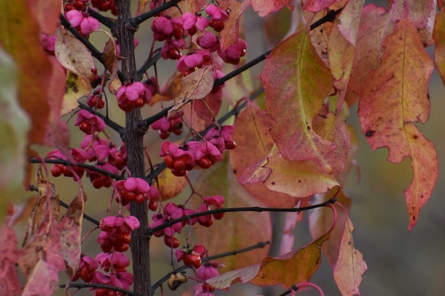 Melica77/shutterstock.com