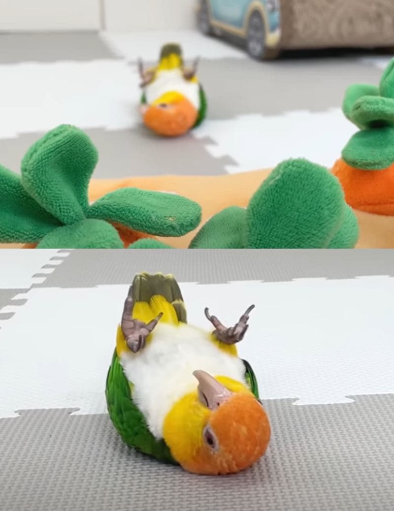 出所：@anz_omomiri