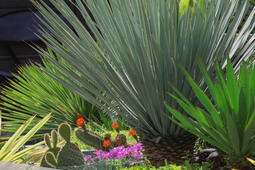 植えっぱなしでローメンテな【ドライガーデンづくり】乾燥に強くおしゃれな《低木・多年草》5選