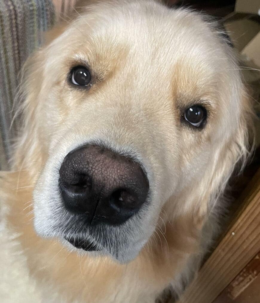 出所：@elmo_golret