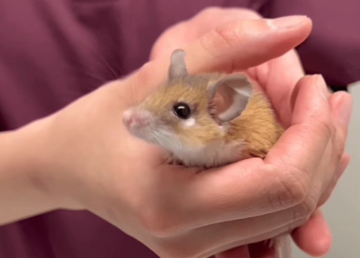 カイロトゲマウスが動物病院へ。ケージ内が血だらけに…何が起きた？「縫合大変そう！」「伸び伸び暮らしてね」