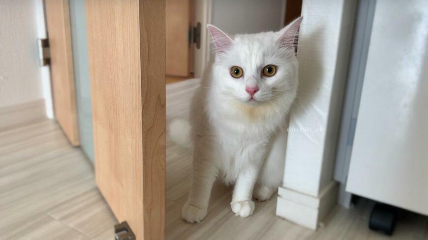 出所：@meltube_cat