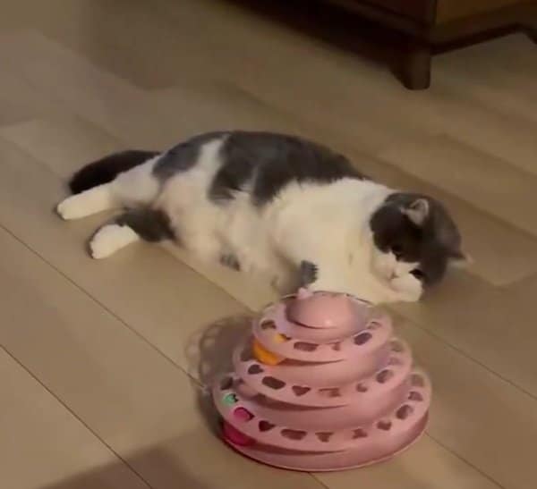 【スタミナ切れ？】おもちゃを前に「液体化」した猫　衝撃の寝姿に思わず二度見