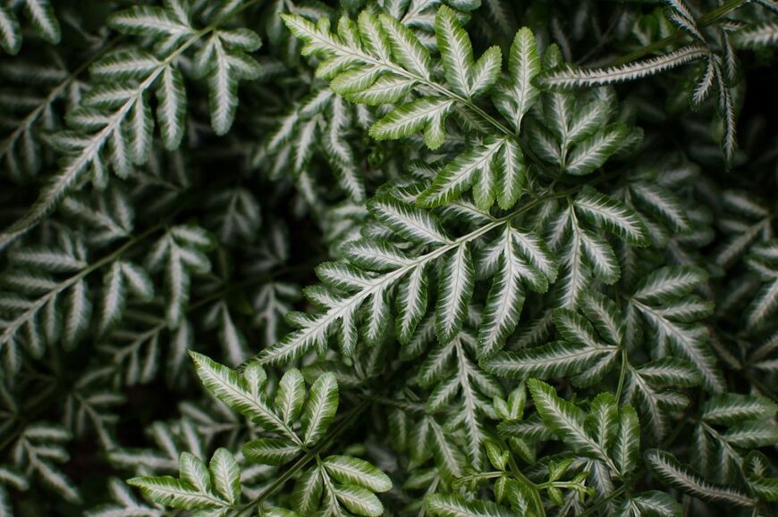 Mabelin Santos/shutterstock.com