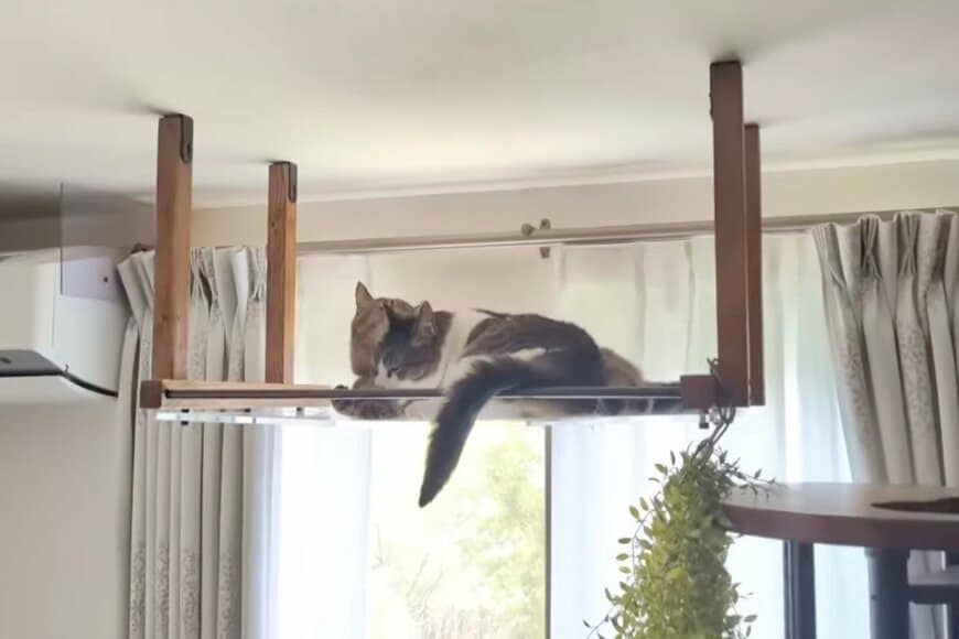 出所：＠ccchisa76