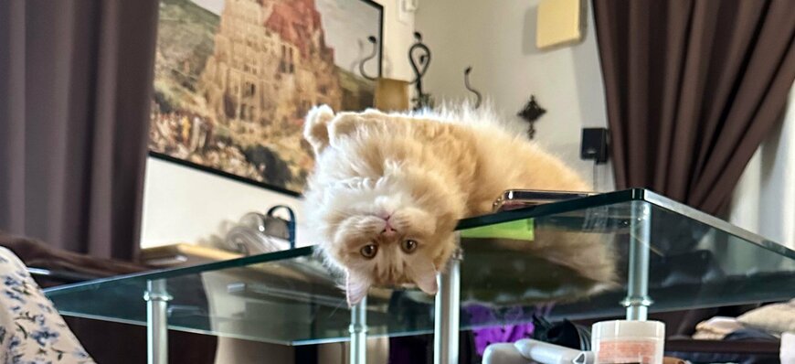 出所：@NEKOLAND13