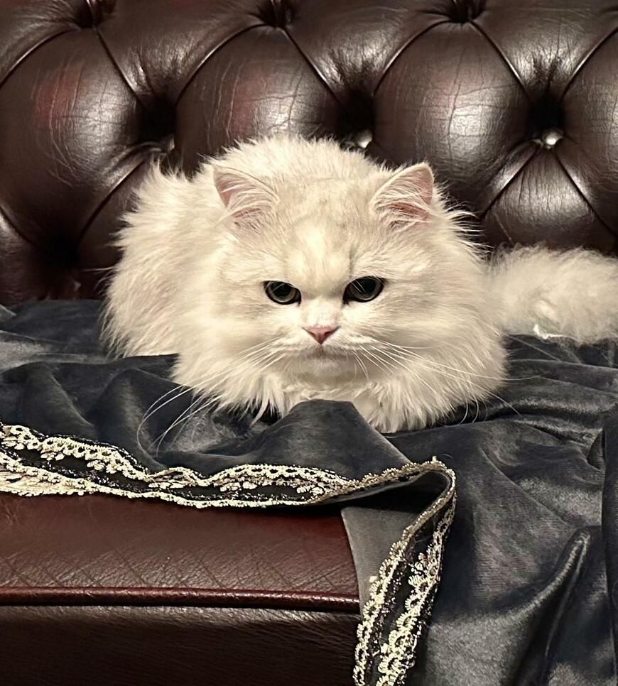 出所：@NEKOLAND13