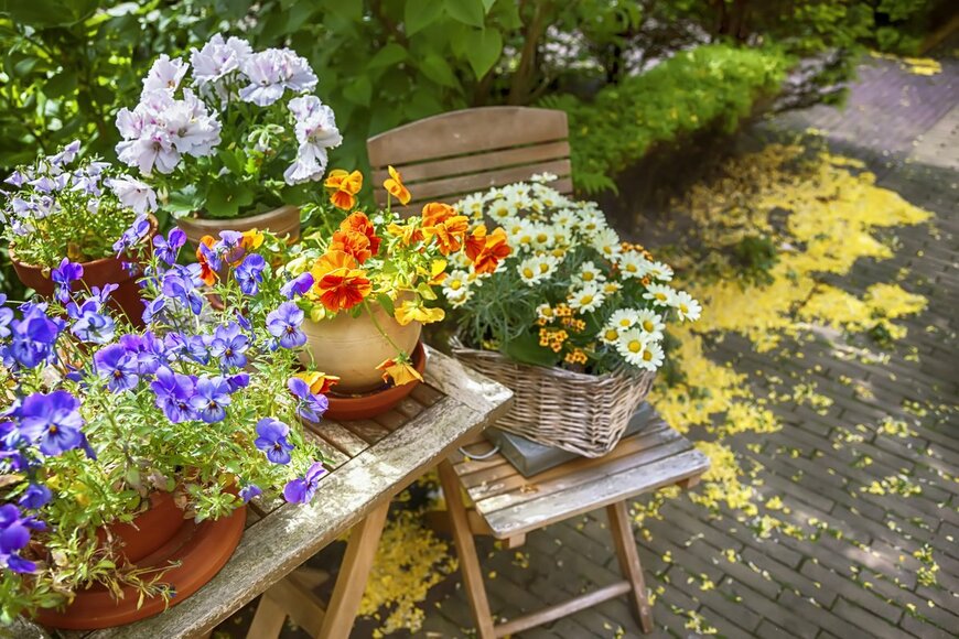 【春のガーデニング】花壇や庭をオシャレに見せるコツ4つ！色鮮やかなオススメの一年草も紹介