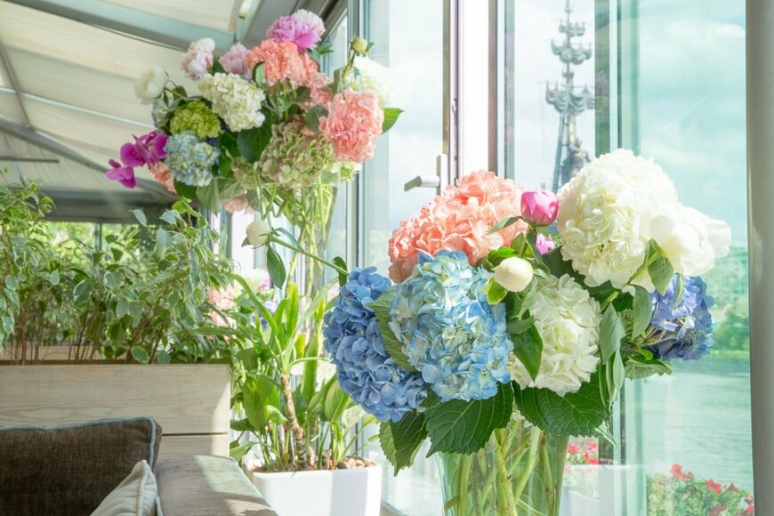 【ガーデニング】庭のアジサイをお部屋で楽しみたい人へ「切り花にして飾るコツ＆アジサイのおすすめ品種5選」