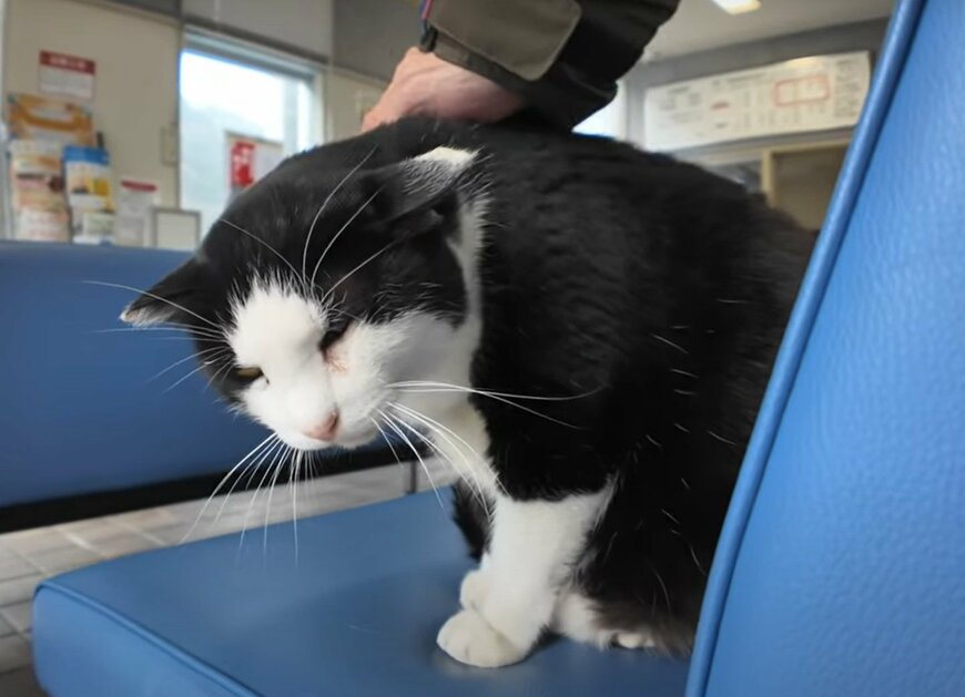 撫でられている猫