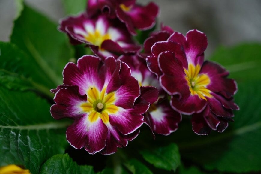 ワインレッドのプリムラ。花の中央は黄色