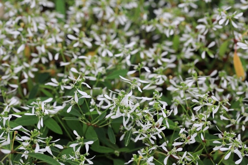 ユーフォルビア・ダイヤモンドフロストの花。色は白