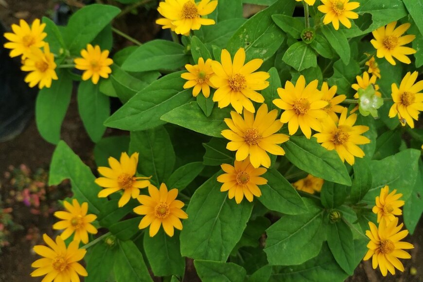 メランポジウムの黄色い小花