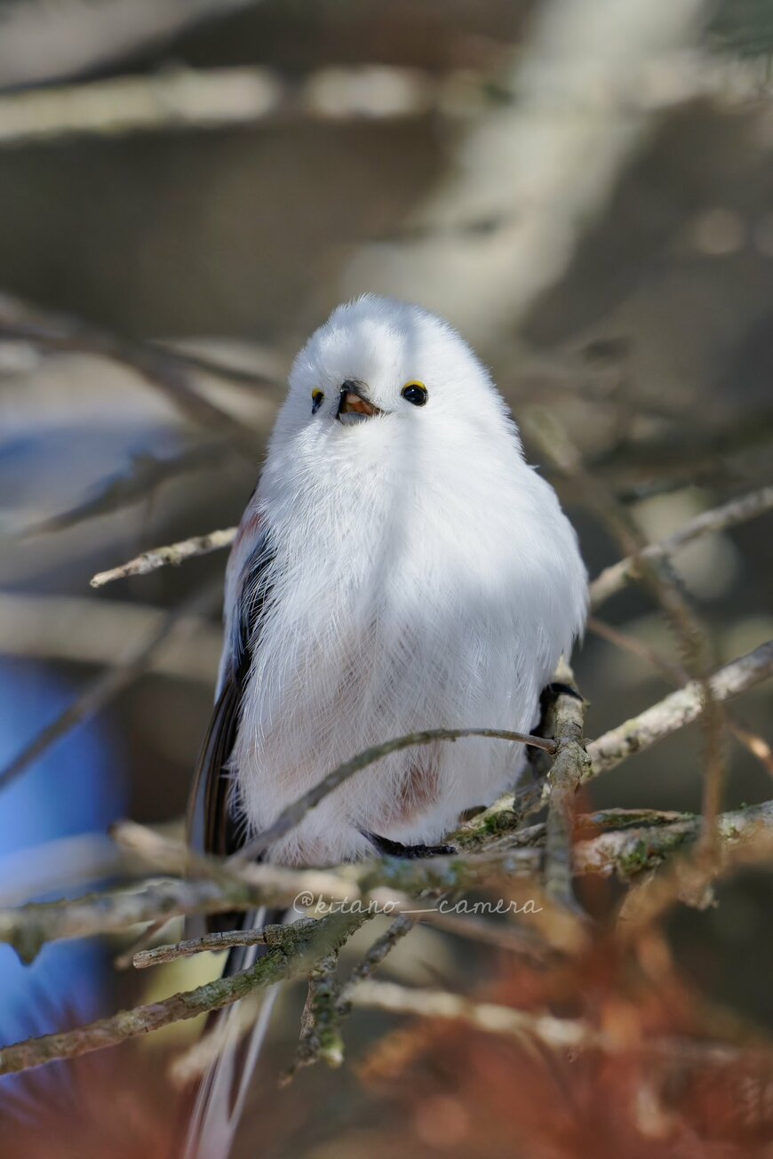 口を開けたシマエナガ