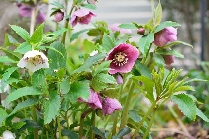 白やワインレッドの花を咲かせている、クリスマスローズ 