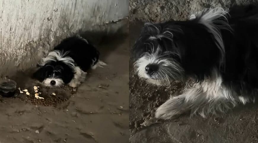 薄暗い場所でうずくまる子犬