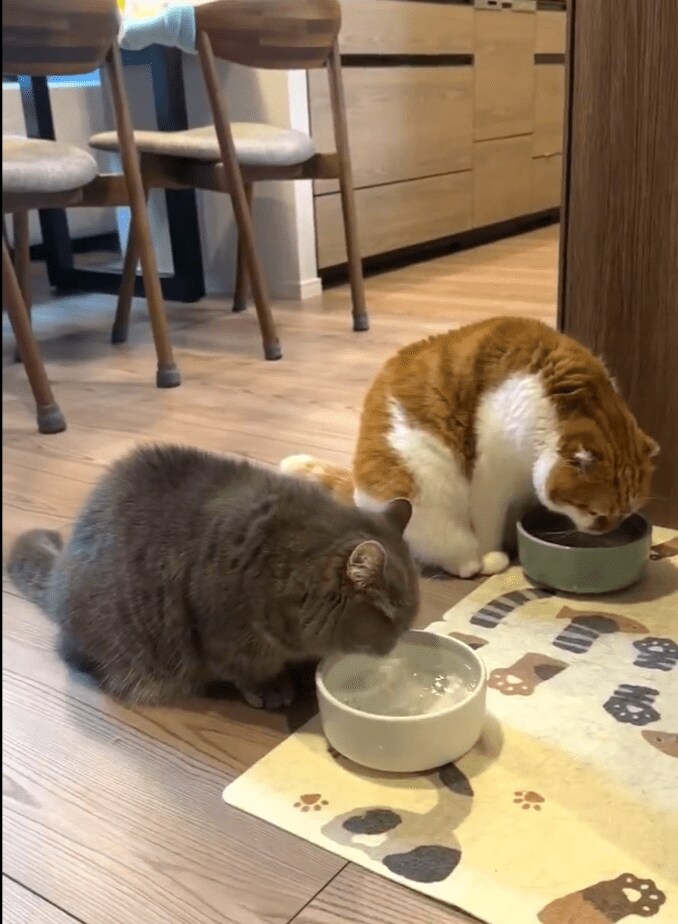 シンクロする猫