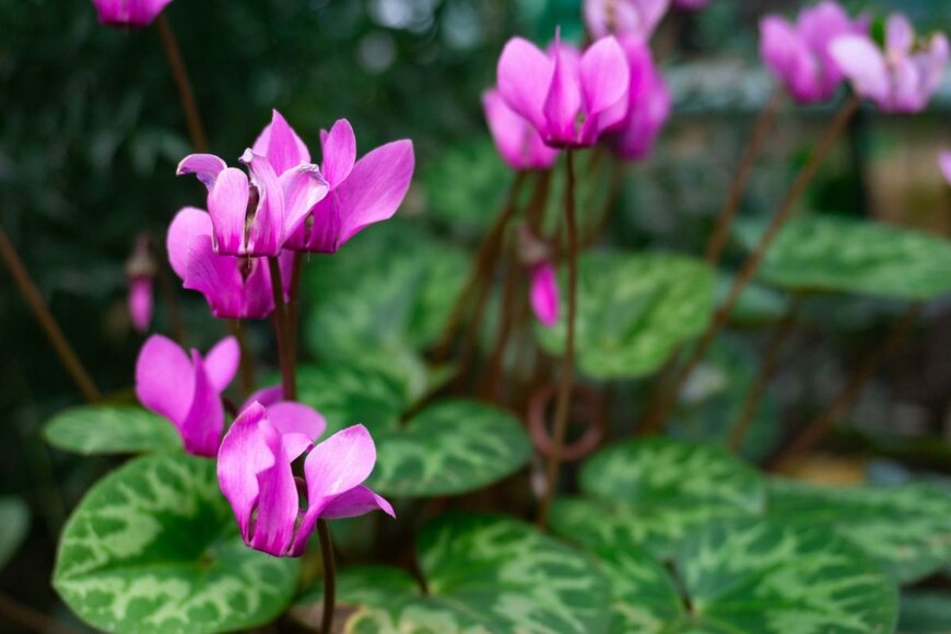 濃いピンク色の花を咲かせているガーデンシクラメン