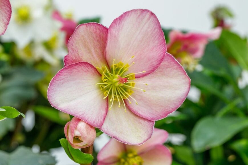 淡いピンクの花びらの縁に、濃いピンクの縁取りが入った、クリスマスローズの花