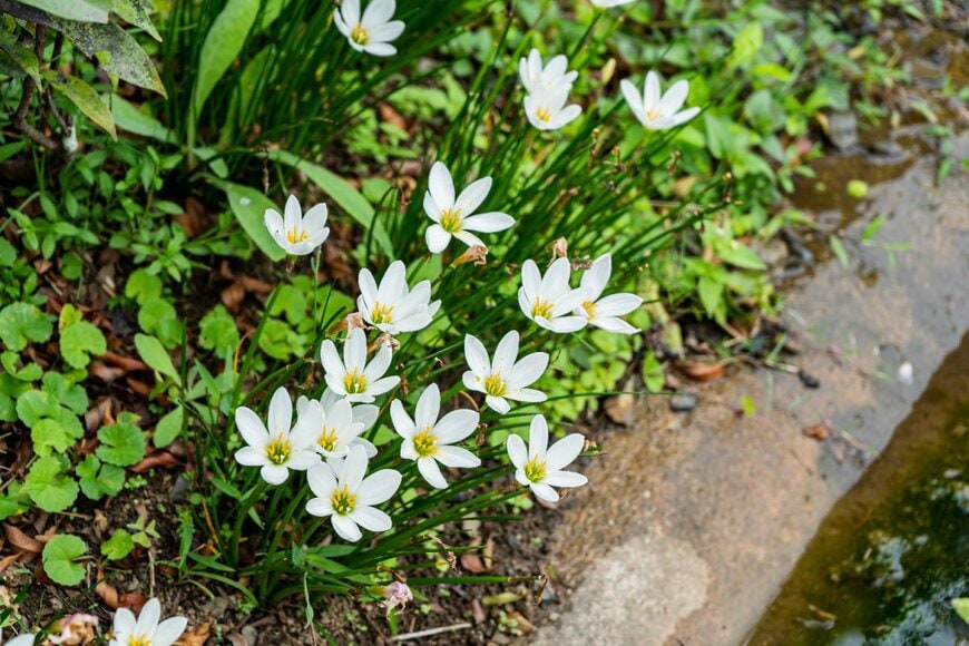 白いレインリリーの花々