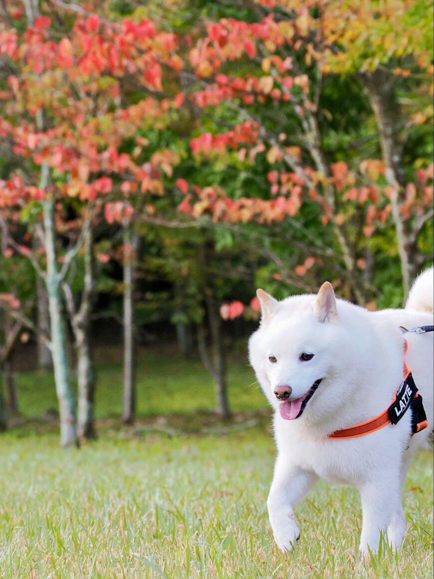 散歩中のうれしいそうな様子