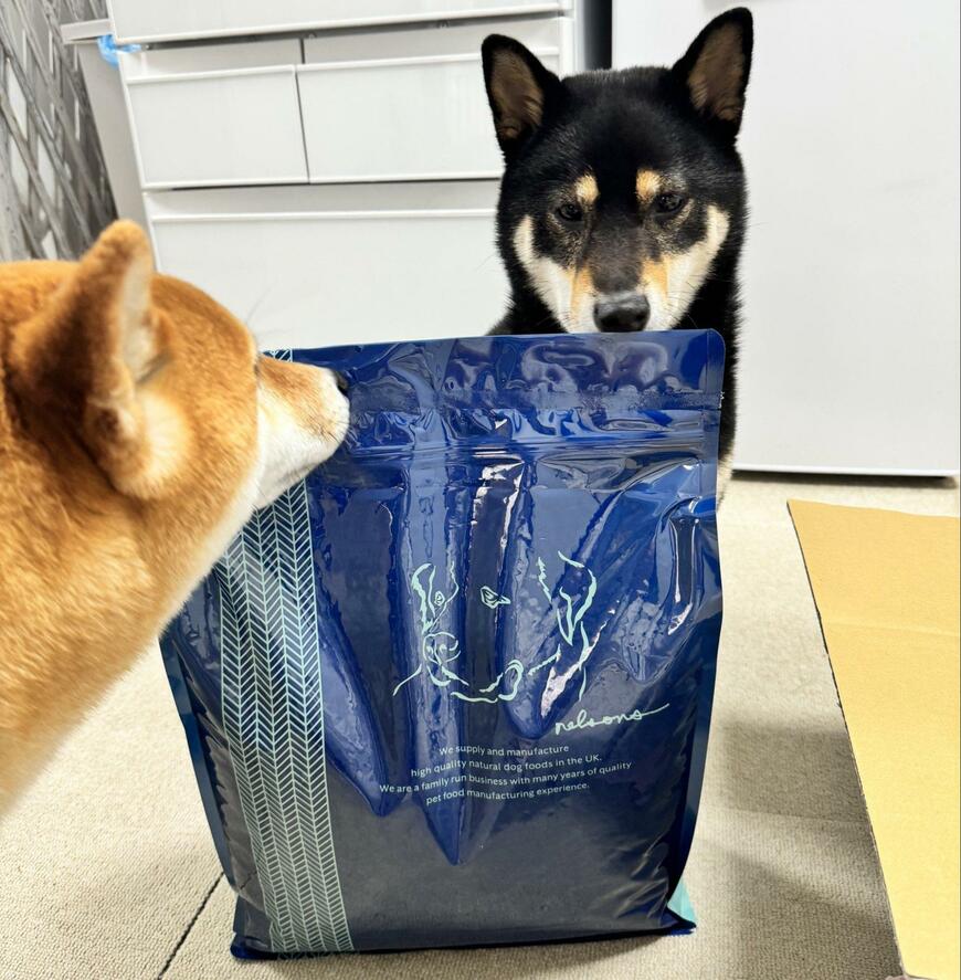 ドッグフードを見つめる犬