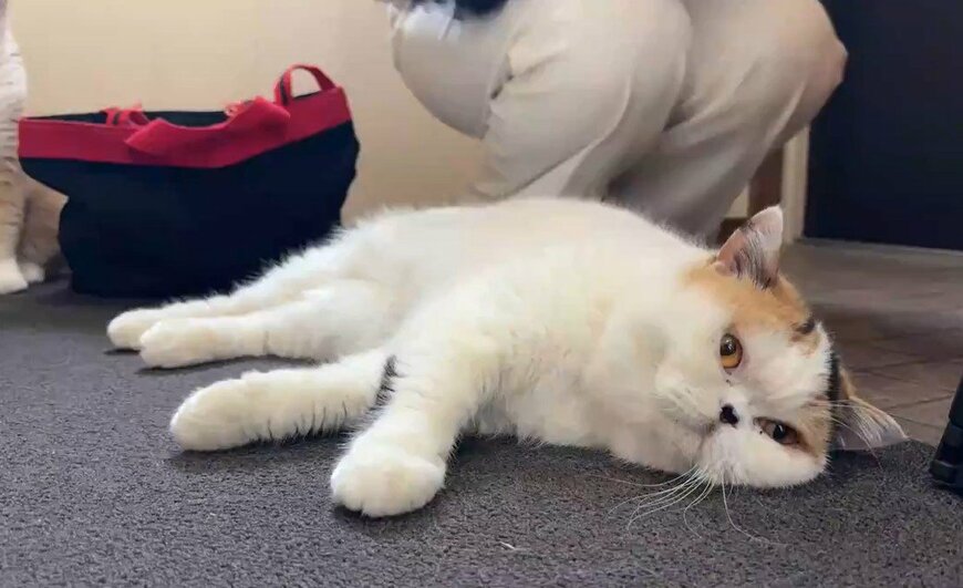 さみしい猫