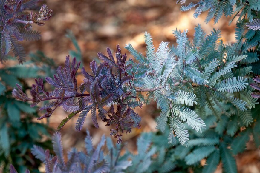 アカシア・プルプレア(Acacia baileyana 'Purpurea')