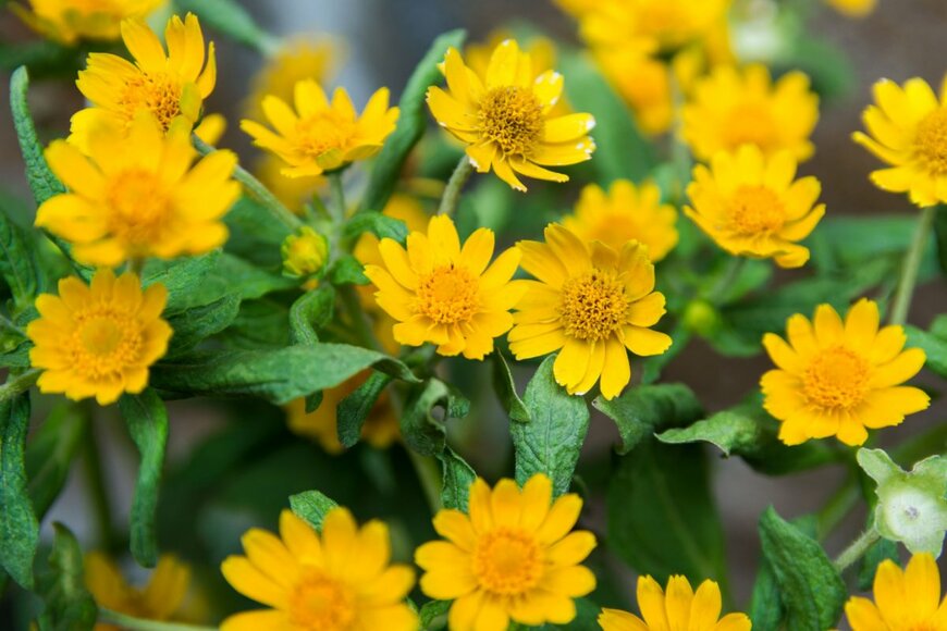 鮮やかな黄色いメランポジウムの花が咲いている