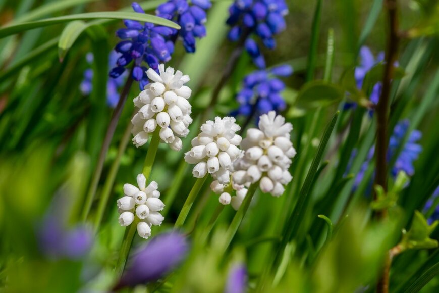 ムスカリの花が咲いている。色は白と紫。