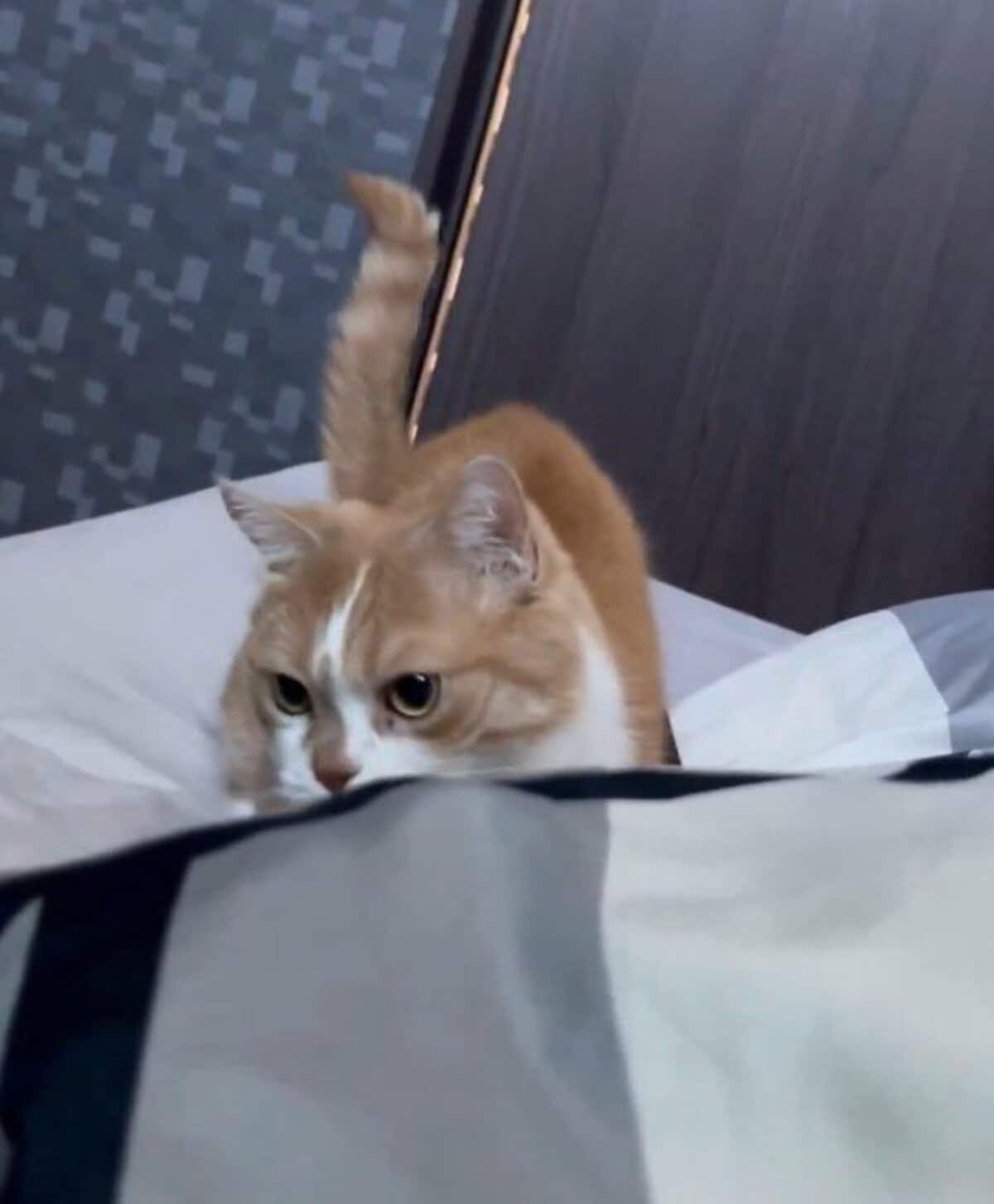 飼い主が寝ている布団を掘る猫の謎行動…「ちゃっかり逃げるんだね」と反響 気まぐれな行動にほっこり | LIMO | くらしとお金の経済メディア