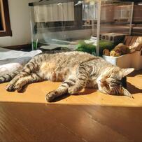 熟睡する猫の背後をよく見ると……？写り込んだ「水槽で推し活する亀」に笑ってしまう