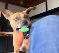 「コレで遊んで！」遊びに誘いに来た犬　待ち構えていたまさかの展開が切ない…！