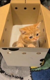 【癒し】箱から出てきた小さな子猫が大きくなった結果…元気な成長姿がかわいすぎる