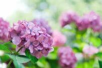 【2026年最新】梅雨のドライブはここへ！初夏の花々に癒やされる関東の道の駅4選