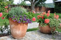 【ガーデニング】初夏を感じる色の組み合わせがオシャレ！オススメの寄せ植え例を紹介